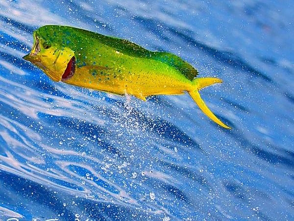   Mahi Mahi Fishing Miami FL